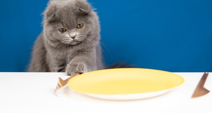 Cara Memilih Makanan yang Tepat untuk Kucing Peliharaan