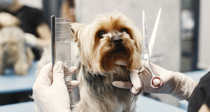 6 Rekomendasi House Call Grooming Pet untuk Anabul Anda