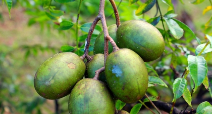 7 Manfaat Buah Kedondong untuk Ibu Hamil