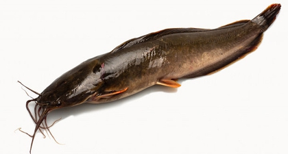 Moms, Ini Manfaat Ikan Lele Untuk MPASI Bayi