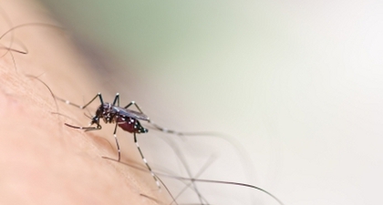 BPOM Menyetujui Vaksin DBD Pertama Di Dunia