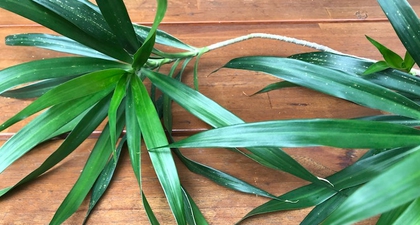 Punya Aroma Khas, Ini 8 Manfaat Daun Suji untuk Kesehatan