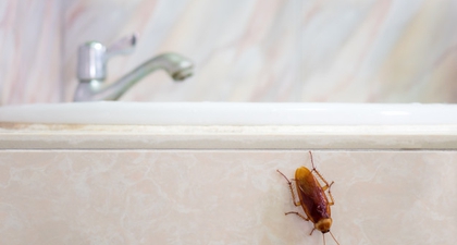 6 Bahan Alami yang Ampuh untuk Membasmi Kecoak di Rumah