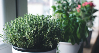 Perkaya Bumbu di Rumah dengan Menanam Rempah Sendiri, Yuk!